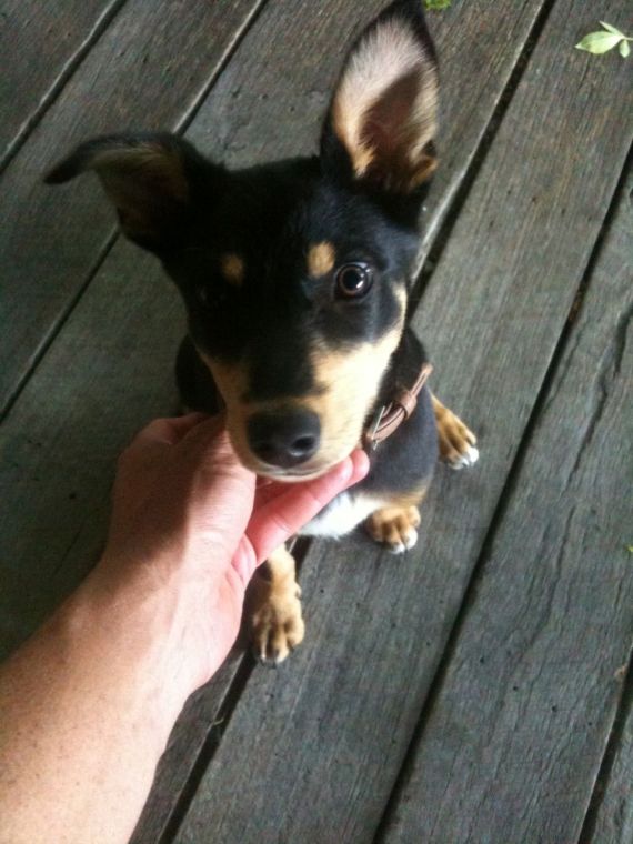 Australian Kelpy, Trim Image of Australian Kelpy dog