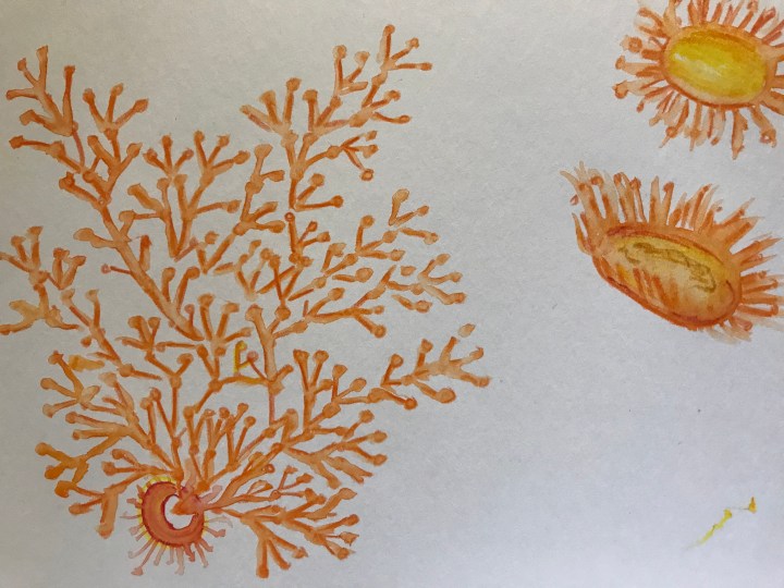 Watercolor by Ray Monde of COVID19 contagion map R0=3